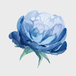 Blue Tansy