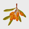 Sea Buckthorn