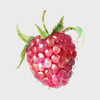 Raspberry Seed Oil